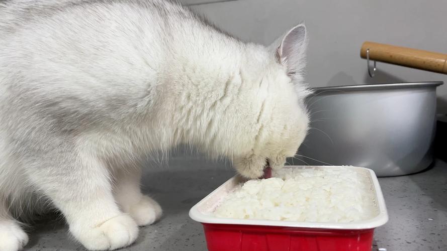 猫能吃米饭吗-宠物猫能吃米饭吗-第4张图片 猫能吃米饭吗-宠物猫能吃米饭吗-第4张图片