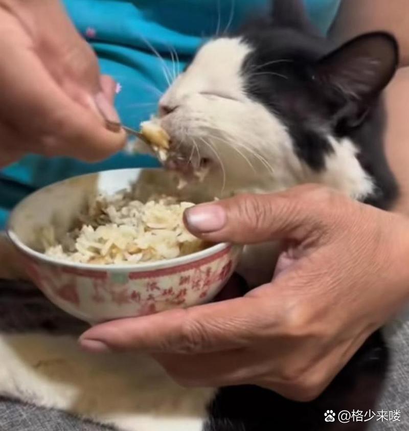 猫能吃米饭吗-宠物猫能吃米饭吗-第8张图片 猫能吃米饭吗-宠物猫能吃米饭吗-第8张图片