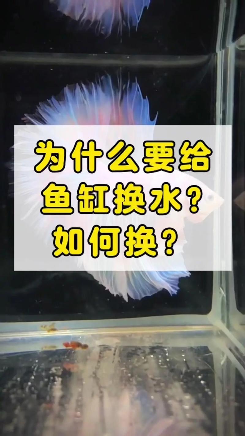 皇后神仙鱼怎么养,皇后神仙鱼好养吗-第1张图片 皇后神仙鱼怎么养,皇后神仙鱼好养吗-第1张图片