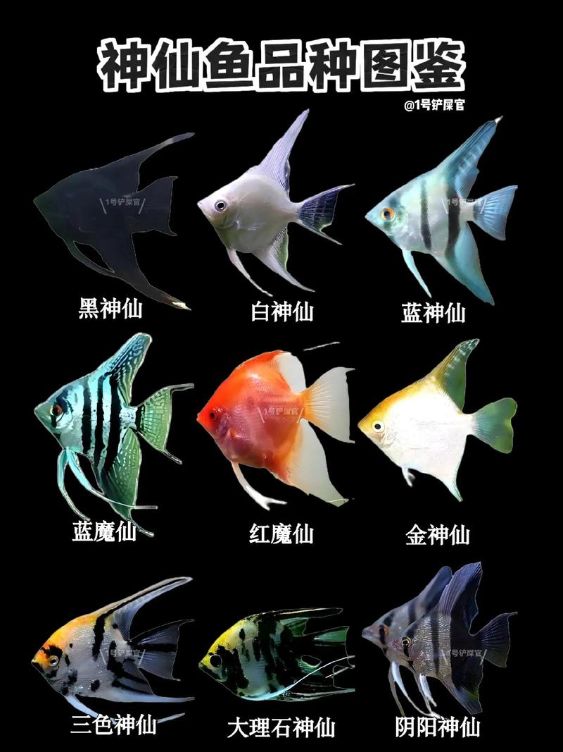 皇后神仙鱼怎么养,皇后神仙鱼好养吗-第4张图片 皇后神仙鱼怎么养,皇后神仙鱼好养吗-第4张图片