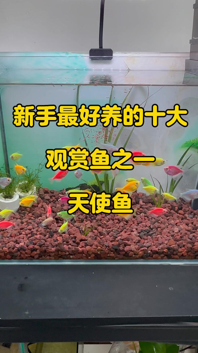 皇后神仙鱼怎么养,皇后神仙鱼好养吗-第7张图片 皇后神仙鱼怎么养,皇后神仙鱼好养吗-第7张图片