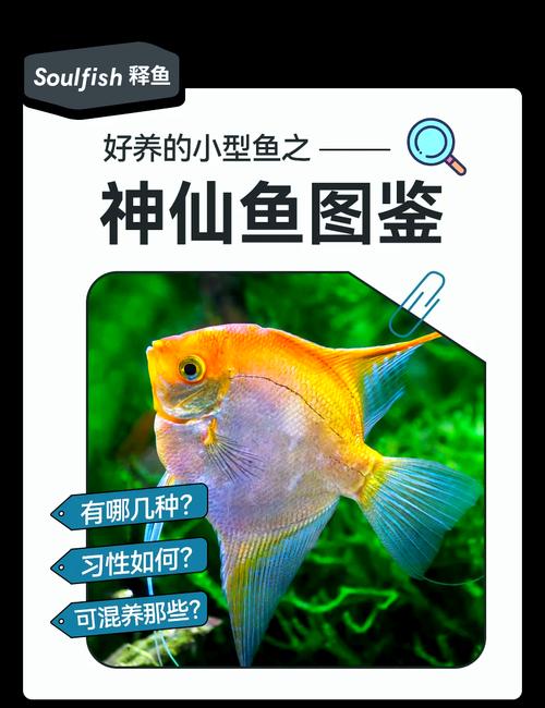 皇后神仙鱼怎么养,皇后神仙鱼好养吗-第10张图片 皇后神仙鱼怎么养,皇后神仙鱼好养吗-第10张图片