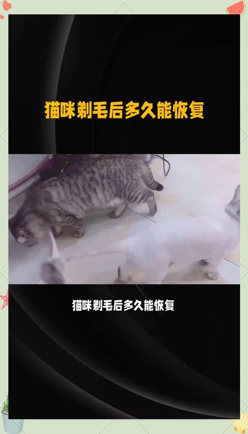 猫咪剃毛多久能长出来/猫咪剃毛多久可以长起来-第2张图片 猫咪剃毛多久能长出来/猫咪剃毛多久可以长起来-第2张图片