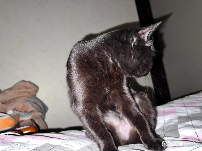 猫咪剃毛多久能长出来/猫咪剃毛多久可以长起来-第3张图片 猫咪剃毛多久能长出来/猫咪剃毛多久可以长起来-第3张图片