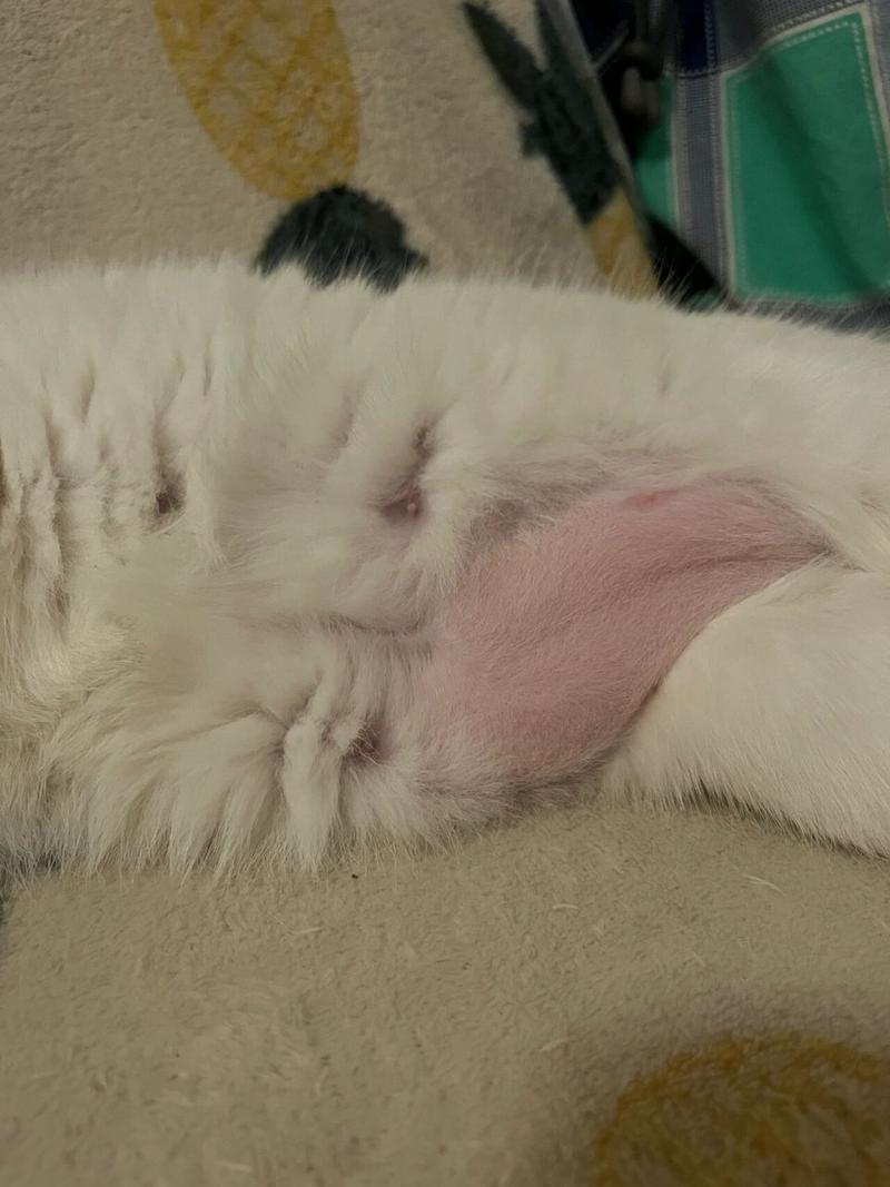 猫咪剃毛多久能长出来/猫咪剃毛多久可以长起来-第4张图片 猫咪剃毛多久能长出来/猫咪剃毛多久可以长起来-第4张图片