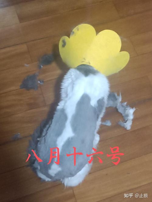 猫咪剃毛多久能长出来/猫咪剃毛多久可以长起来-第5张图片 猫咪剃毛多久能长出来/猫咪剃毛多久可以长起来-第5张图片