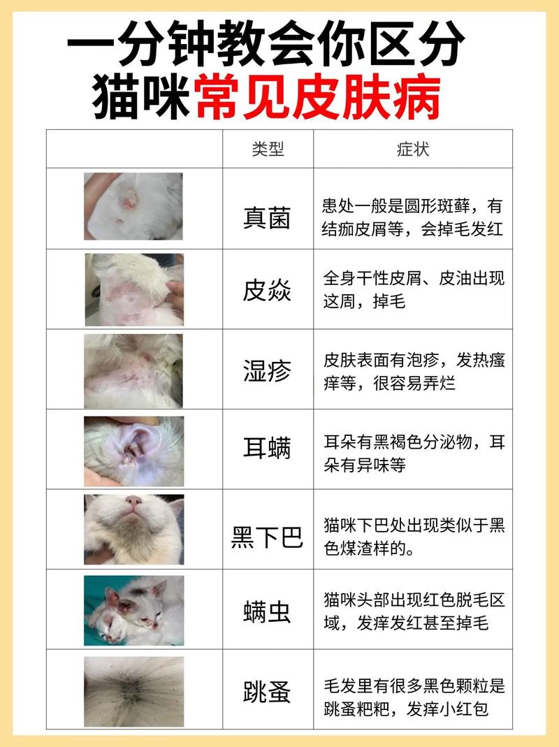猫咪剃毛多久能长出来/猫咪剃毛多久可以长起来-第6张图片 猫咪剃毛多久能长出来/猫咪剃毛多久可以长起来-第6张图片