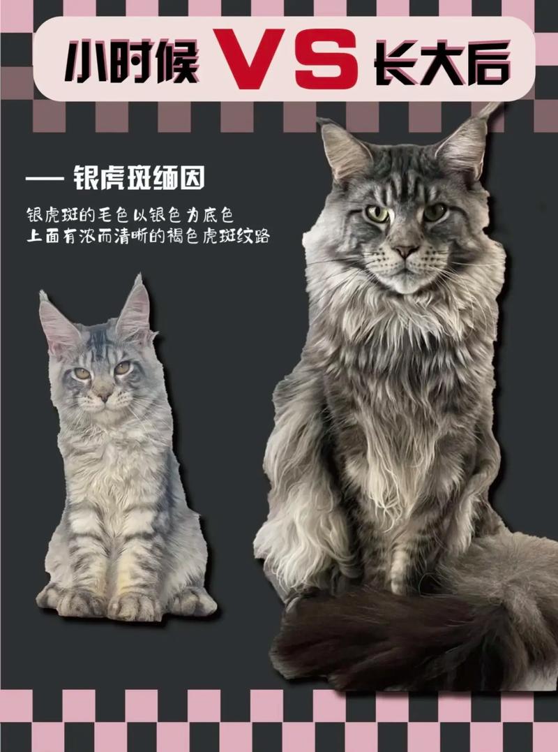 猫咪剃毛多久能长出来/猫咪剃毛多久可以长起来-第7张图片 猫咪剃毛多久能长出来/猫咪剃毛多久可以长起来-第7张图片