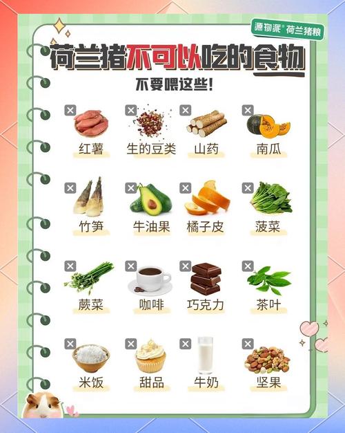 作为消费者“荷兰猪可以吃梨吗”你不能不知道-第2张图片 作为消费者“荷兰猪可以吃梨吗”你不能不知道-第2张图片