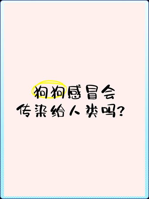 感冒会传染给狗狗吗/人类感冒会传染给狗狗吗-第3张图片 感冒会传染给狗狗吗/人类感冒会传染给狗狗吗-第3张图片