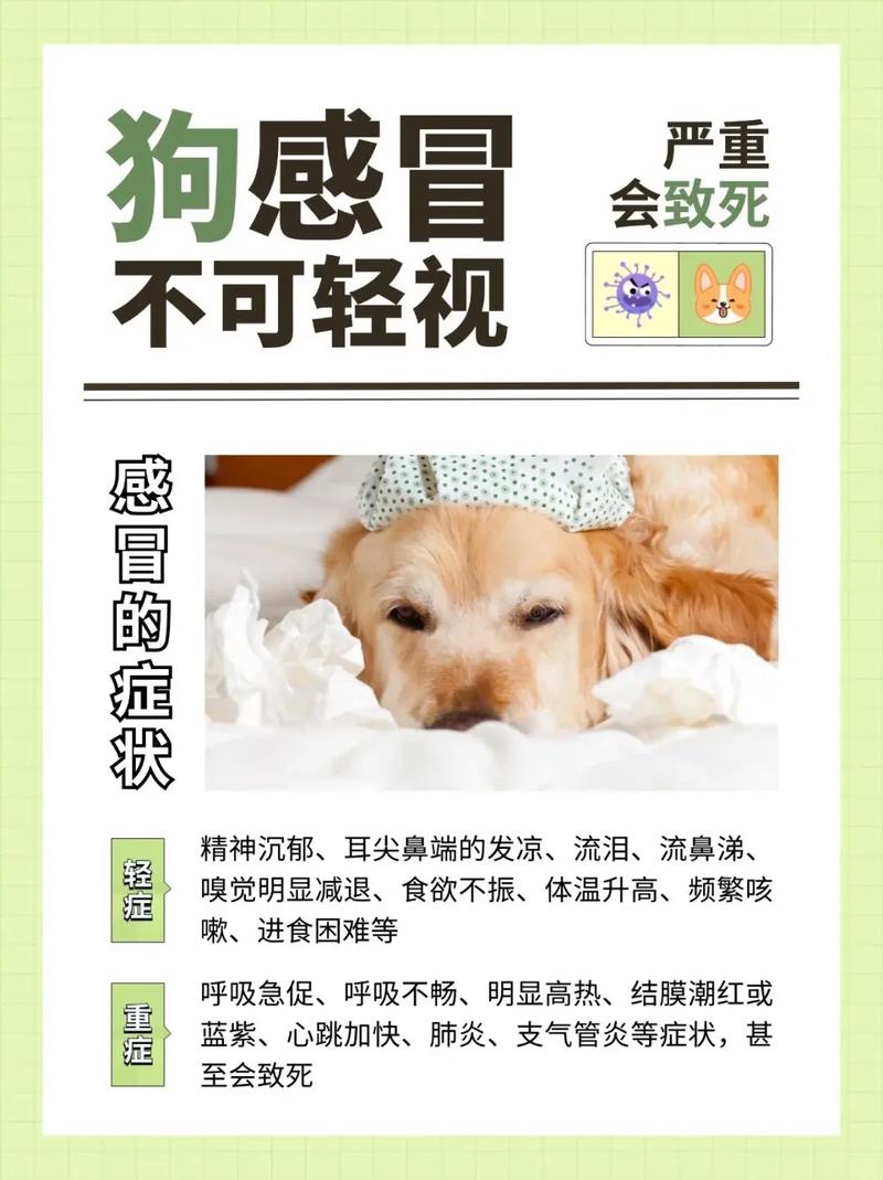 感冒会传染给狗狗吗/人类感冒会传染给狗狗吗-第5张图片 感冒会传染给狗狗吗/人类感冒会传染给狗狗吗-第5张图片
