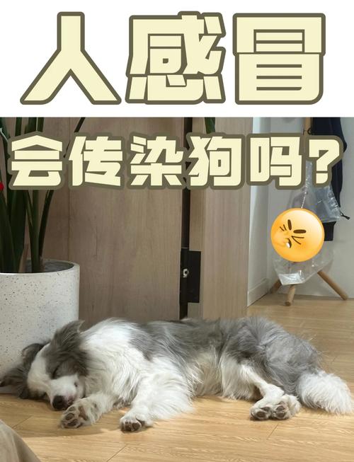 感冒会传染给狗狗吗/人类感冒会传染给狗狗吗-第7张图片 感冒会传染给狗狗吗/人类感冒会传染给狗狗吗-第7张图片