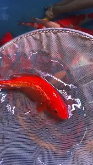全红的鱼是锦鲤吗/全红锦鲤鱼多少钱一条-第2张图片 全红的鱼是锦鲤吗/全红锦鲤鱼多少钱一条-第2张图片