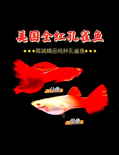 全红的鱼是锦鲤吗/全红锦鲤鱼多少钱一条-第6张图片 全红的鱼是锦鲤吗/全红锦鲤鱼多少钱一条-第6张图片