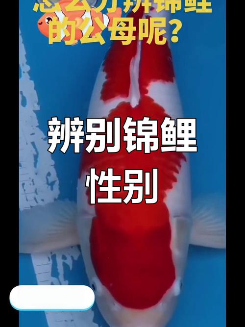 全红的鱼是锦鲤吗/全红锦鲤鱼多少钱一条-第9张图片 全红的鱼是锦鲤吗/全红锦鲤鱼多少钱一条-第9张图片