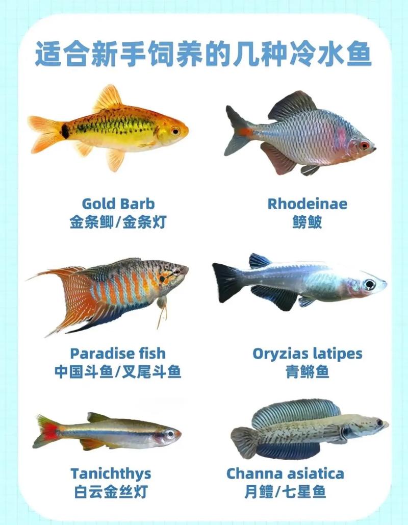 冷水观赏鱼,冷水观赏鱼种类大全-第4张图片 冷水观赏鱼,冷水观赏鱼种类大全-第4张图片
