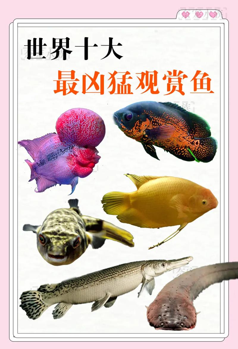 冷水观赏鱼,冷水观赏鱼种类大全-第7张图片 冷水观赏鱼,冷水观赏鱼种类大全-第7张图片