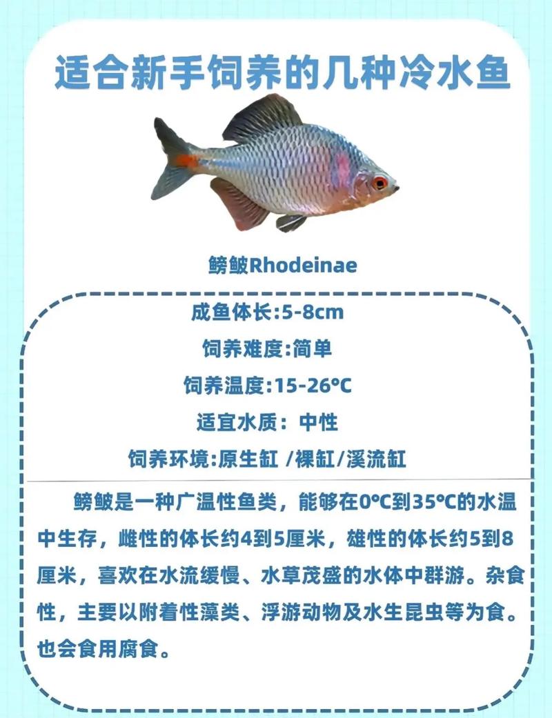 冷水观赏鱼,冷水观赏鱼种类大全-第9张图片 冷水观赏鱼,冷水观赏鱼种类大全-第9张图片