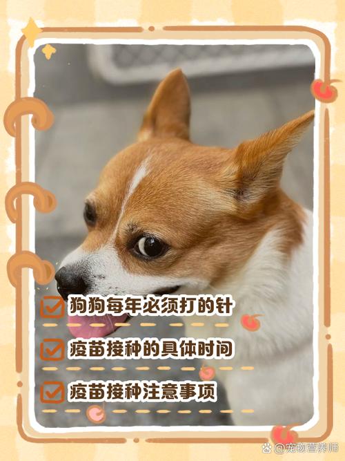 狗狗几个月打针/小狗几个月打针开始打针-第6张图片 狗狗几个月打针/小狗几个月打针开始打针-第6张图片