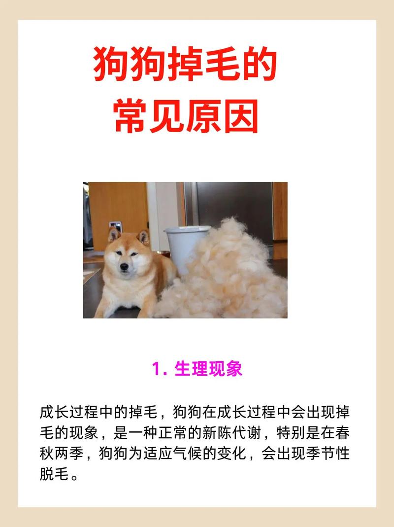 狗狗掉毛严重怎么办,狗狗掉毛严重怎么办 没有皮肤病-第6张图片 狗狗掉毛严重怎么办,狗狗掉毛严重怎么办 没有皮肤病-第6张图片