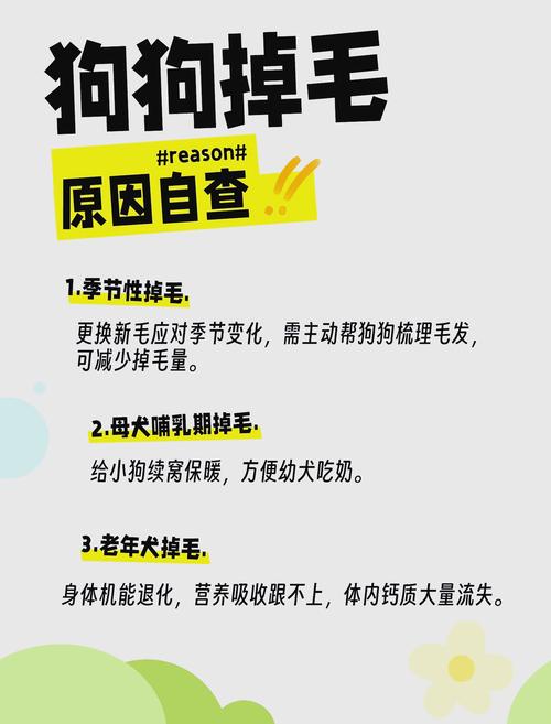 狗狗掉毛严重怎么办,狗狗掉毛严重怎么办 没有皮肤病-第9张图片 狗狗掉毛严重怎么办,狗狗掉毛严重怎么办 没有皮肤病-第9张图片