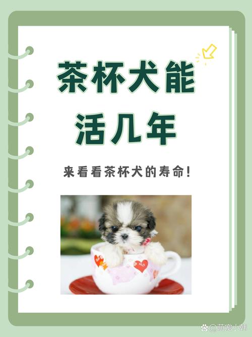解析“茶杯犬7个月还算小狗吗”你不知道的事-第3张图片 解析“茶杯犬7个月还算小狗吗”你不知道的事-第3张图片