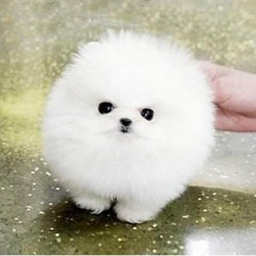 解析“茶杯犬7个月还算小狗吗”你不知道的事-第6张图片 解析“茶杯犬7个月还算小狗吗”你不知道的事-第6张图片