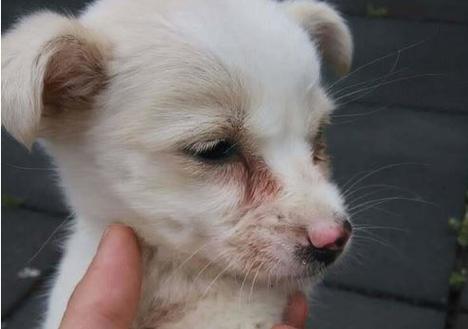 作为消费者“犬瘟嗜睡是严重了吗”你不能不知道-第4张图片 作为消费者“犬瘟嗜睡是严重了吗”你不能不知道-第4张图片