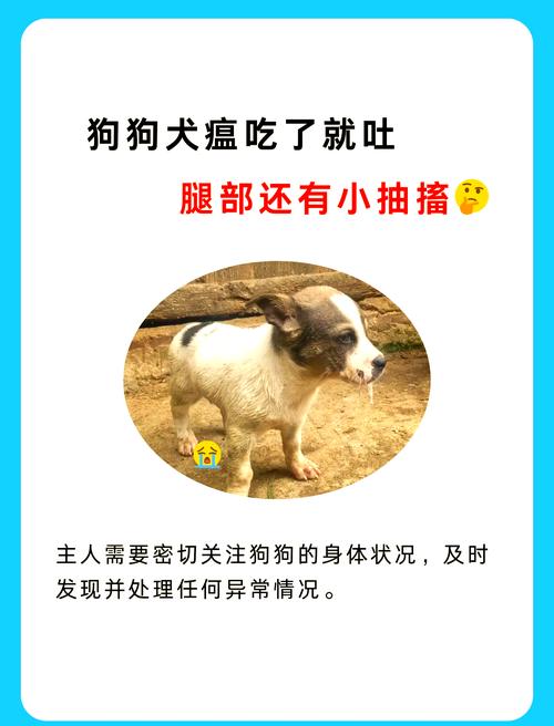 作为消费者“犬瘟嗜睡是严重了吗”你不能不知道-第5张图片 作为消费者“犬瘟嗜睡是严重了吗”你不能不知道-第5张图片