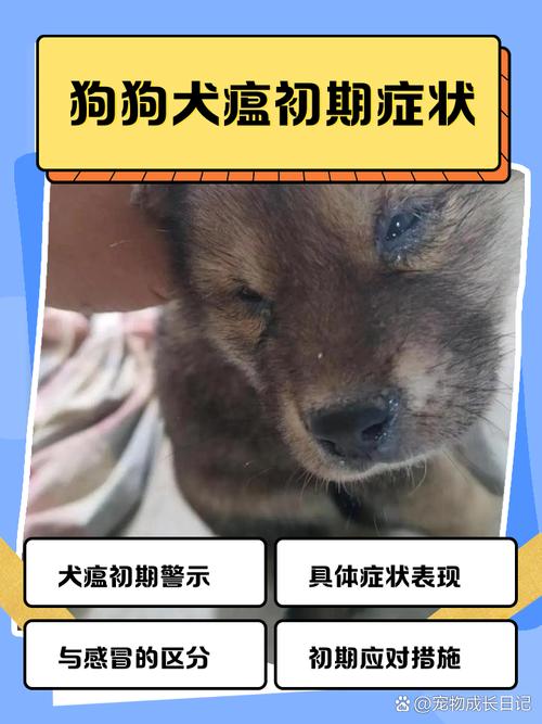 作为消费者“犬瘟嗜睡是严重了吗”你不能不知道-第9张图片 作为消费者“犬瘟嗜睡是严重了吗”你不能不知道-第9张图片