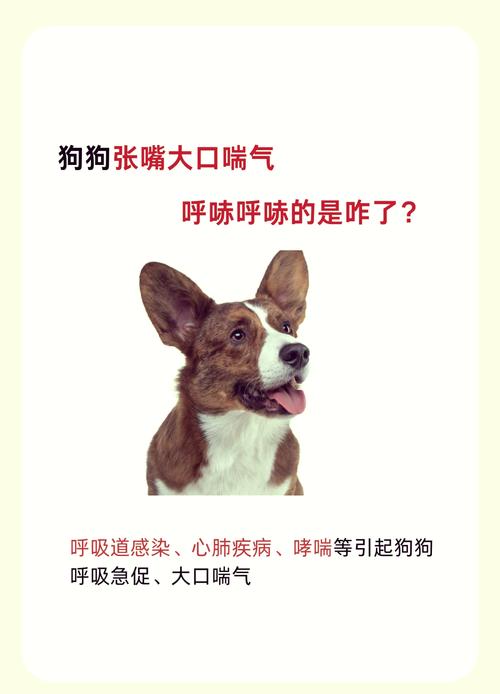 狗狗大口喘气怎么回事-狗狗大口喘气怎么回事有想吐的症状-第2张图片 狗狗大口喘气怎么回事-狗狗大口喘气怎么回事有想吐的症状-第2张图片