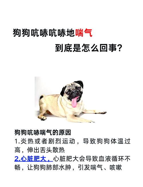 狗狗大口喘气怎么回事-狗狗大口喘气怎么回事有想吐的症状-第5张图片 狗狗大口喘气怎么回事-狗狗大口喘气怎么回事有想吐的症状-第5张图片