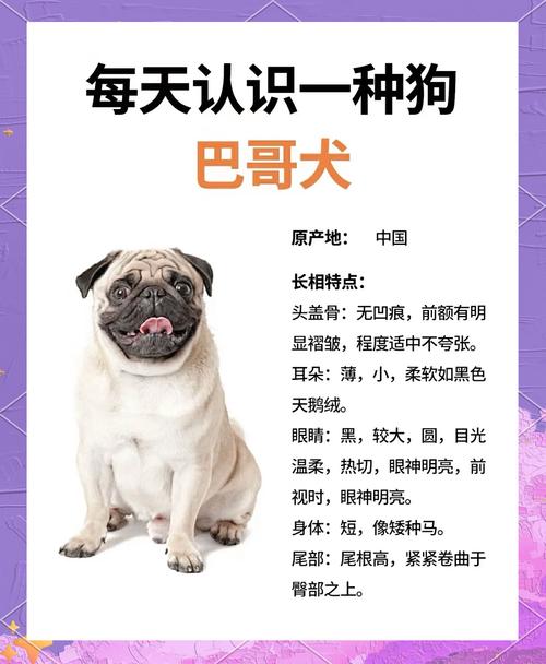 狗狗大口喘气怎么回事-狗狗大口喘气怎么回事有想吐的症状-第8张图片 狗狗大口喘气怎么回事-狗狗大口喘气怎么回事有想吐的症状-第8张图片