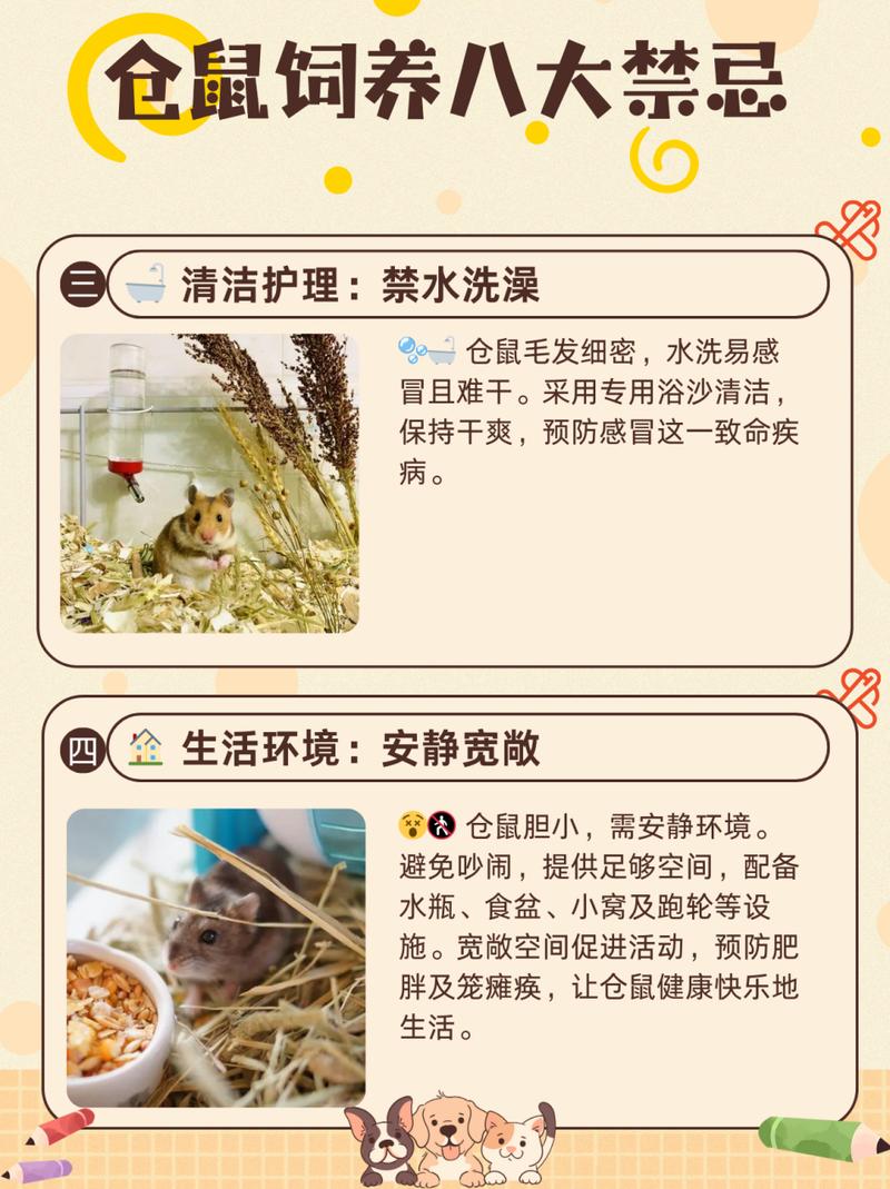 养仓鼠的注意事项/养仓鼠的注意事项20个仓鼠舔人手是什么意思-第2张图片 养仓鼠的注意事项/养仓鼠的注意事项20个仓鼠舔人手是什么意思-第2张图片