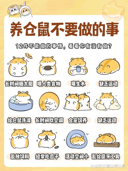 养仓鼠的注意事项/养仓鼠的注意事项20个仓鼠舔人手是什么意思-第4张图片 养仓鼠的注意事项/养仓鼠的注意事项20个仓鼠舔人手是什么意思-第4张图片