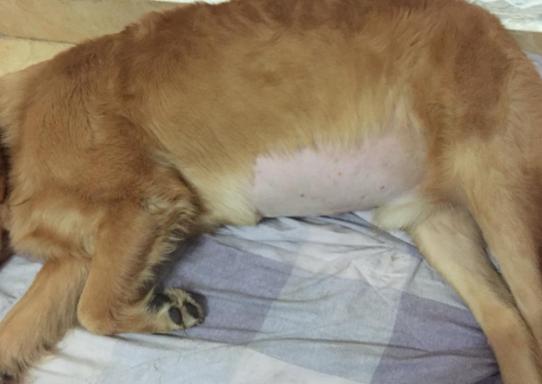 解析“狗狗腹水最初症状”你不知道的事-第5张图片 解析“狗狗腹水最初症状”你不知道的事-第5张图片