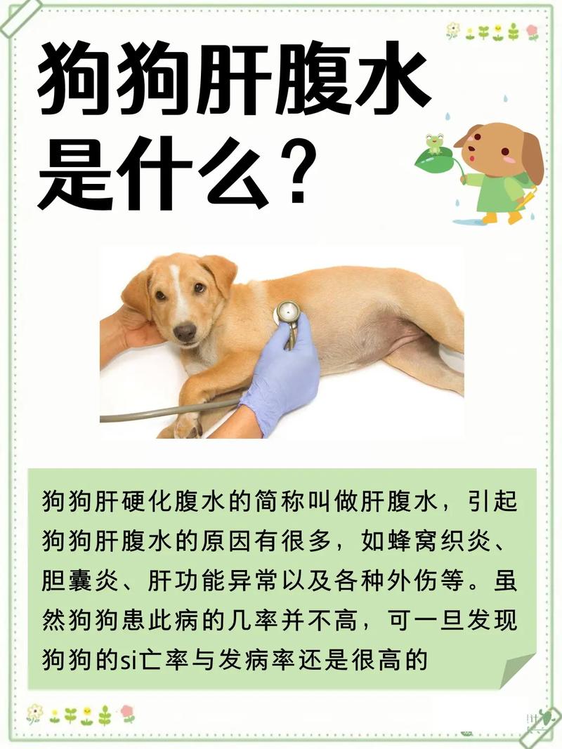解析“狗狗腹水最初症状”你不知道的事-第7张图片 解析“狗狗腹水最初症状”你不知道的事-第7张图片