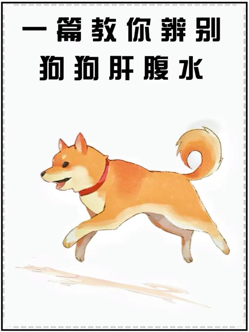 解析“狗狗腹水最初症状”你不知道的事-第8张图片 解析“狗狗腹水最初症状”你不知道的事-第8张图片