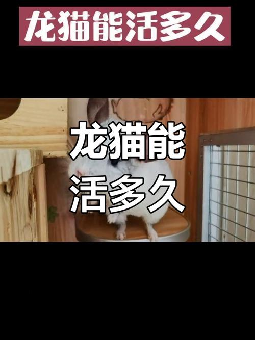 龙猫能活多久,龙猫一般人养不了-第2张图片 龙猫能活多久,龙猫一般人养不了-第2张图片