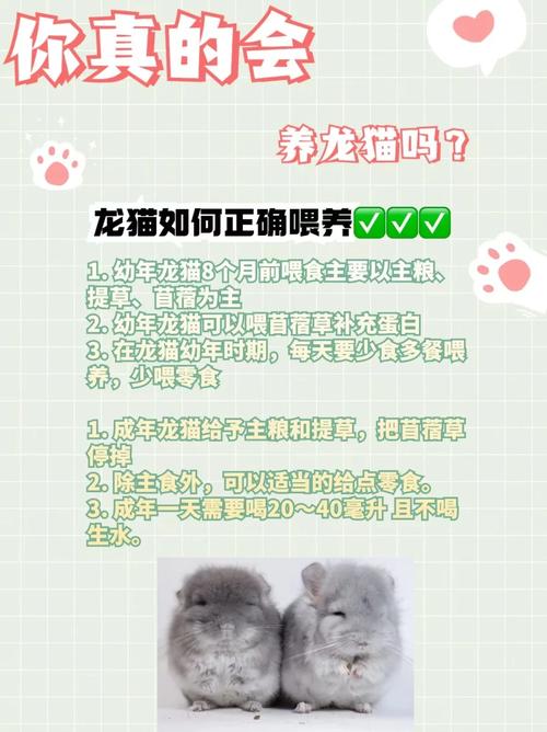 龙猫能活多久,龙猫一般人养不了-第3张图片 龙猫能活多久,龙猫一般人养不了-第3张图片