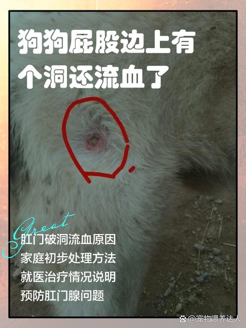 作为消费者“狗狗屁股流血怎么回事”你不能不知道-第1张图片 作为消费者“狗狗屁股流血怎么回事”你不能不知道-第1张图片
