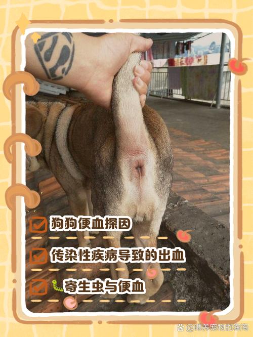 作为消费者“狗狗屁股流血怎么回事”你不能不知道-第2张图片 作为消费者“狗狗屁股流血怎么回事”你不能不知道-第2张图片