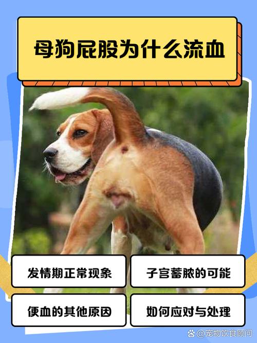 作为消费者“狗狗屁股流血怎么回事”你不能不知道-第3张图片 作为消费者“狗狗屁股流血怎么回事”你不能不知道-第3张图片