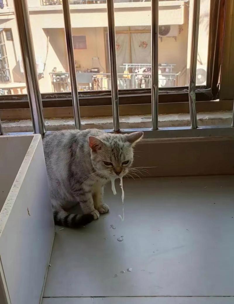 猫食欲不振吐白沫/猫食欲不振吐白沫吃什么药-第4张图片 猫食欲不振吐白沫/猫食欲不振吐白沫吃什么药-第4张图片