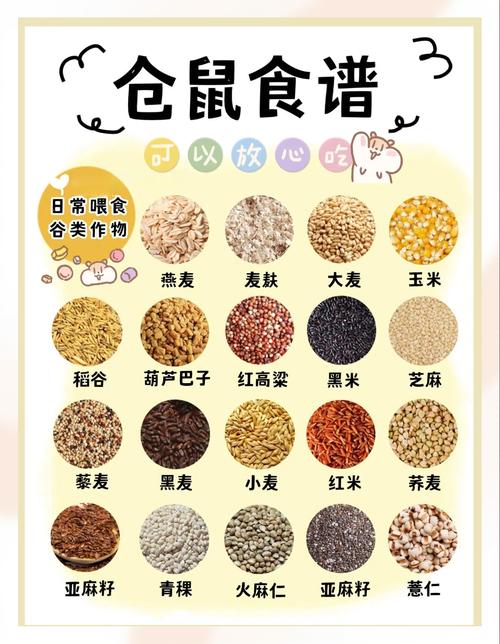 仓鼠都吃什么,仓鼠都吃什么家里没有鼠粮-第1张图片 仓鼠都吃什么,仓鼠都吃什么家里没有鼠粮-第1张图片