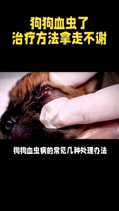 狗狗得了血虫病的症状/狗狗得了血虫病怎么治疗?能治好吗?-第3张图片 狗狗得了血虫病的症状/狗狗得了血虫病怎么治疗?能治好吗?-第3张图片
