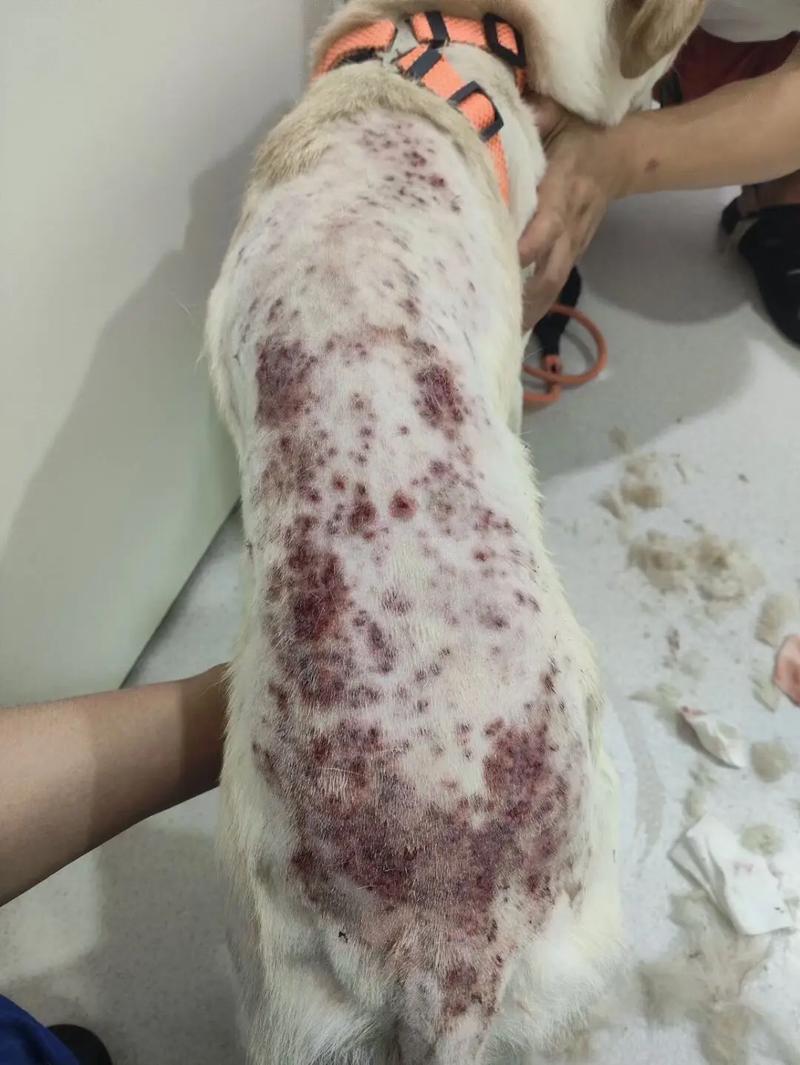 狗狗得了血虫病的症状/狗狗得了血虫病怎么治疗?能治好吗?-第4张图片 狗狗得了血虫病的症状/狗狗得了血虫病怎么治疗?能治好吗?-第4张图片