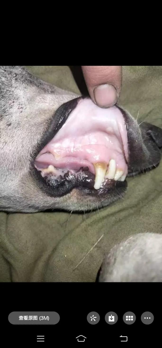 狗狗得了血虫病的症状/狗狗得了血虫病怎么治疗?能治好吗?-第5张图片 狗狗得了血虫病的症状/狗狗得了血虫病怎么治疗?能治好吗?-第5张图片