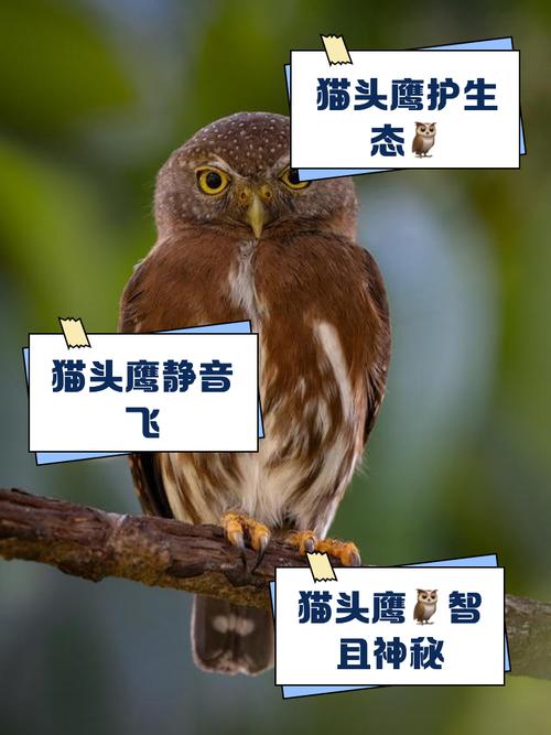 猫头鹰可以养吗-猫头鹰可以养吗犯法吗判几年-第2张图片 猫头鹰可以养吗-猫头鹰可以养吗犯法吗判几年-第2张图片