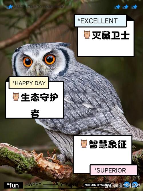 猫头鹰可以养吗-猫头鹰可以养吗犯法吗判几年-第3张图片 猫头鹰可以养吗-猫头鹰可以养吗犯法吗判几年-第3张图片